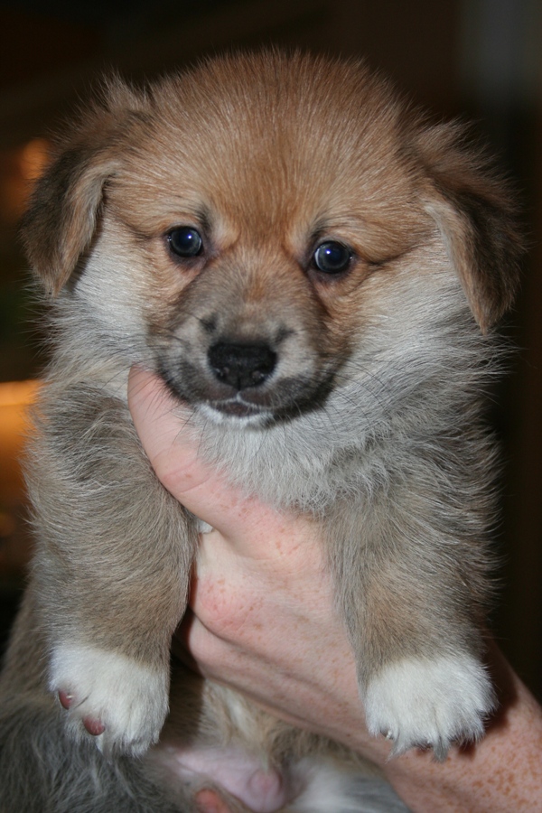 Puppies
